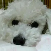 hachiの画像