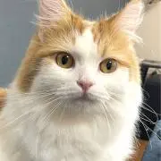 ラテにゃんの画像