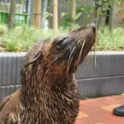 りー。の画像