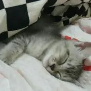 ジロฅ(=・ω・=)ฅ