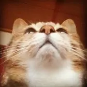 zhuの画像