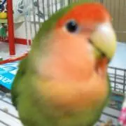 ぴーにゃん☆の画像