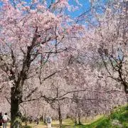 hinaの画像