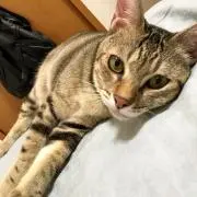 にーこの画像