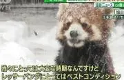 がっとの画像