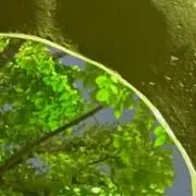 めろの画像