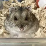 COCOAの画像