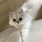 まるこの画像