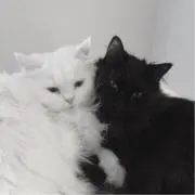 華の画像