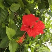 ★ALOHA☆の画像