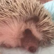 メルヴィーユ