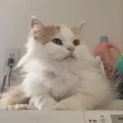 ゆうの画像