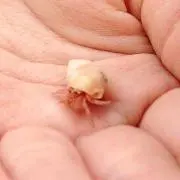 ガリガリ君のママ