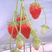misoyakiの画像