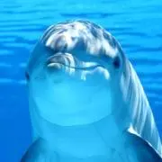 りんごの画像