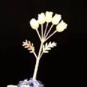 きよの画像