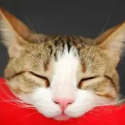Yuki