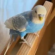 ちくわ
