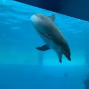 あひゆの画像