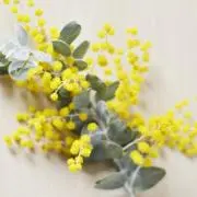 ミモザの画像