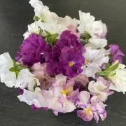 さくらの画像