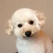 あんころの画像