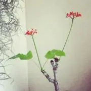 おひるね
