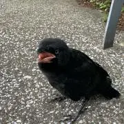 たかとの画像