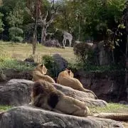 サバンナの画像