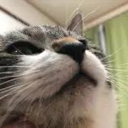 Kの画像
