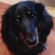 hasyuの画像