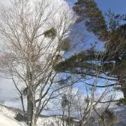 あやこの画像
