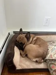 ばぶちゃんの画像