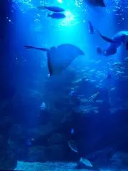 Sの画像
