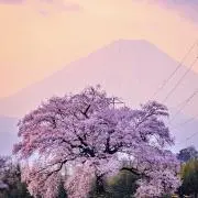 ちいちい　※迅速発送の画像