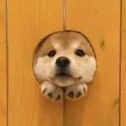 かにの画像