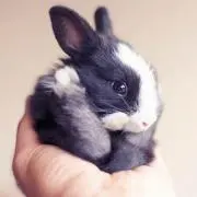 melu