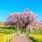 ザラメの画像