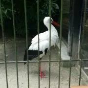 煌桃