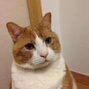 みたろうの画像