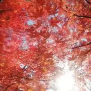 ameの画像