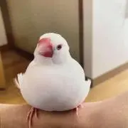 uの画像