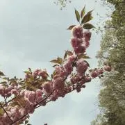 chocoの画像