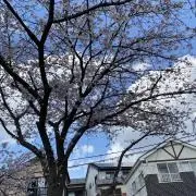 まいの画像