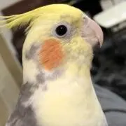 kaguraの画像