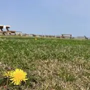 れーの画像