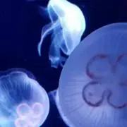 くらげの画像