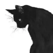 黒猫の画像