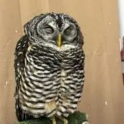 あすなろの画像