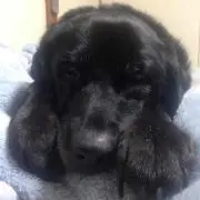 Razgrizの画像
